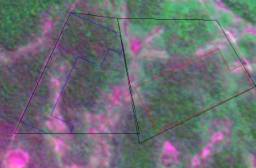 concession for legal wood