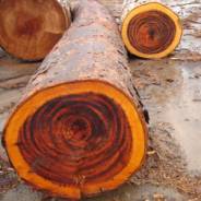 tigerwood log